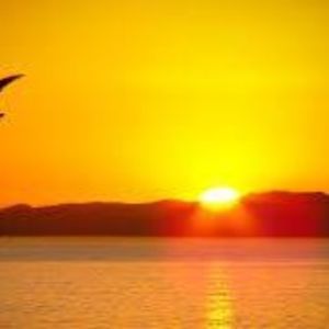 Meet your Posher, Roy